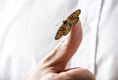 Butterfly sitting on a person's thumb